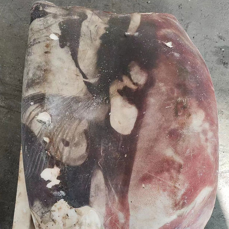 Frozen GIANT Squid FILLET SKIN ON Frozen GIANT Squid FILLET SKIN ON