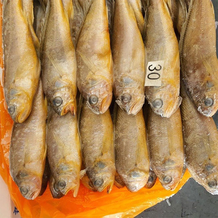 Frozen Yellow Corvina Frozen Yellow Corvina